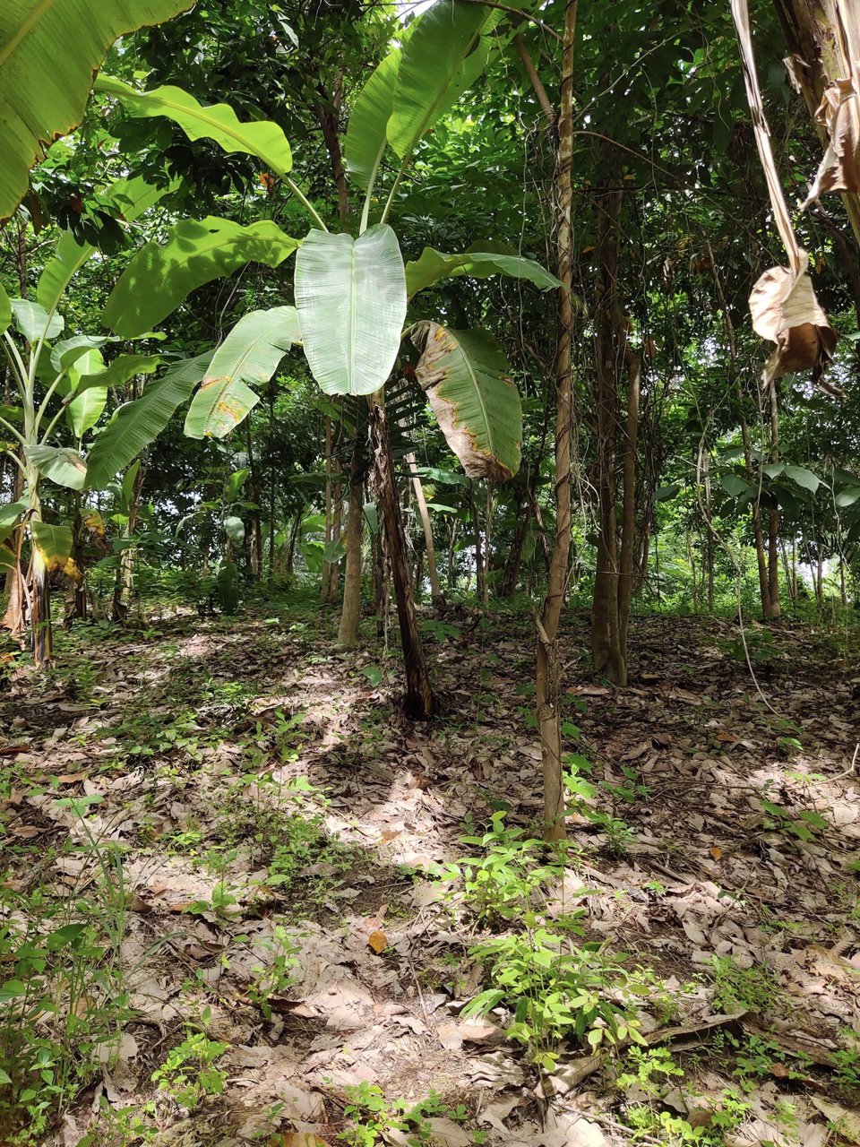 ขายที่ดิน-61ไร่-ไร่ละ-230000-มีเอกสารเสียภาษีดอกหญ้า