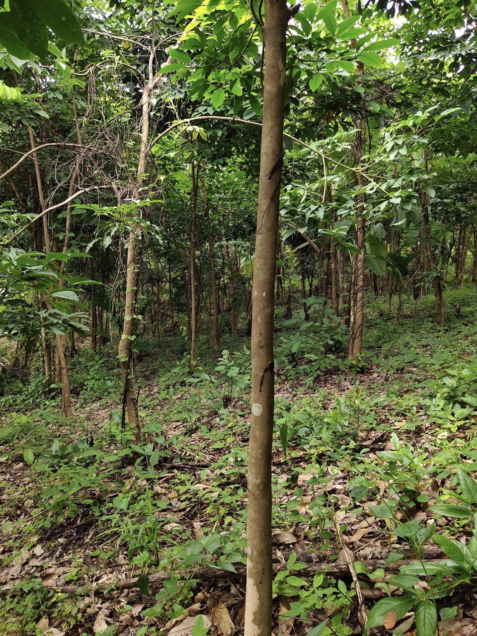 ขายที่ดิน-61ไร่-ไร่ละ-230000-มีเอกสารเสียภาษีดอกหญ้า