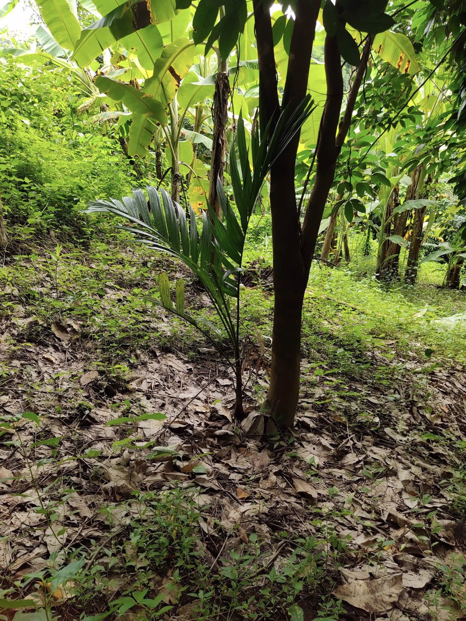 ขายที่ดิน-61ไร่-ไร่ละ-230000-มีเอกสารเสียภาษีดอกหญ้า