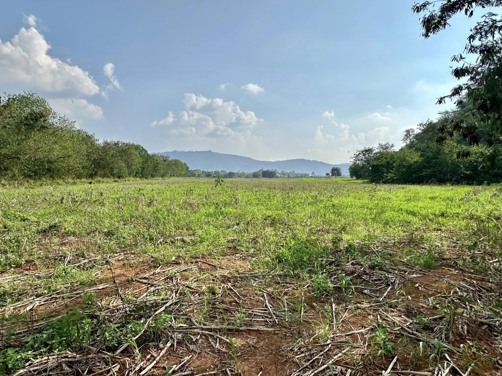 ขายด่วน-ที่ดิน-ตหมูสี-ปากช่อง-เขาใหญ่