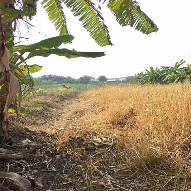 ขายที่ดิน104ตรว-ซอยไร่ขิง18-สามพราน-ขนาด28x15เมตร-ถมแล้ว