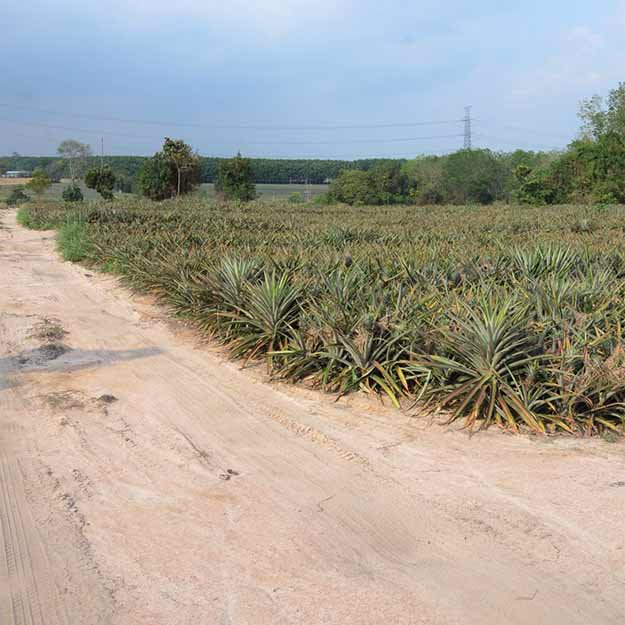 ขายที่ดินพร้อมสวนสับปะรดพันธุ์ศรีราชา-52-2-89ไร่-ใกล้นิคมบ่อวิน-เหมาะลงทุน-ราคาคุยกันได้ค่ะ