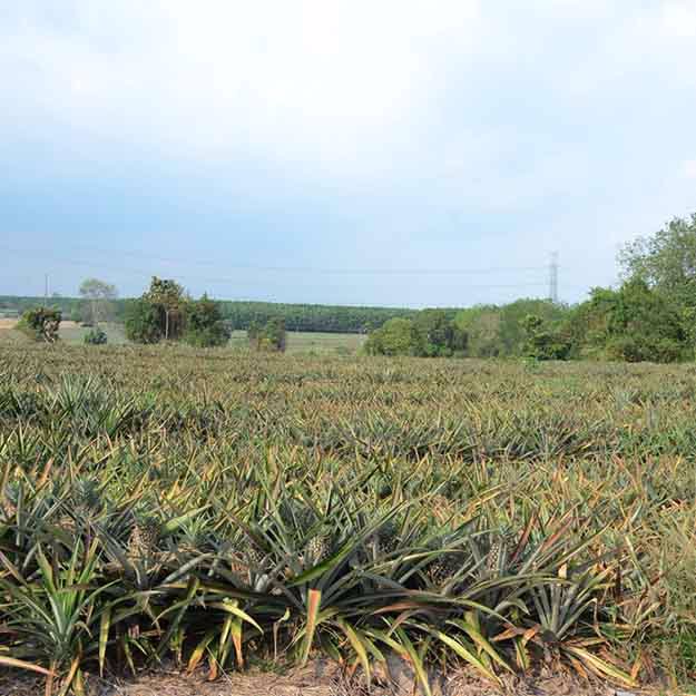 ขายที่ดินพร้อมสวนสับปะรดพันธุ์ศรีราชา-52-2-89ไร่-ใกล้นิคมบ่อวิน-เหมาะลงทุน-ราคาคุยกันได้ค่ะ