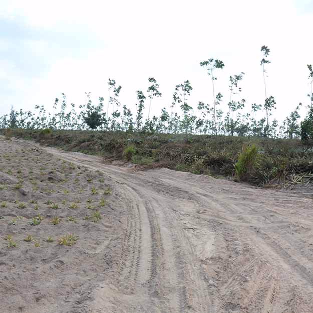 ขายที่ดินพร้อมสวนสับปะรดพันธุ์ศรีราชา-52-2-89ไร่-ใกล้นิคมบ่อวิน-เหมาะลงทุน-ราคาคุยกันได้ค่ะ