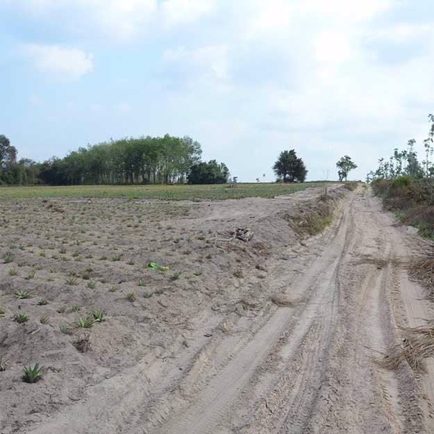 ขายที่ดินพร้อมสวนสับปะรดพันธุ์ศรีราชา-52-2-89ไร่-ใกล้นิคมบ่อวิน-เหมาะลงทุน-ราคาคุยกันได้ค่ะ