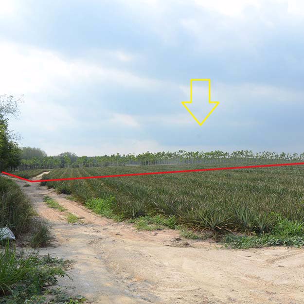 ขายที่ดินพร้อมสวนสับปะรดพันธุ์ศรีราชา-52-2-89ไร่-ใกล้นิคมบ่อวิน-เหมาะลงทุน-ราคาคุยกันได้ค่ะ