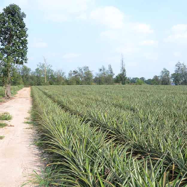 ขายที่ดินพร้อมสวนสับปะรดพันธุ์ศรีราชา-52-2-89ไร่-ใกล้นิคมบ่อวิน-เหมาะลงทุน-ราคาคุยกันได้ค่ะ