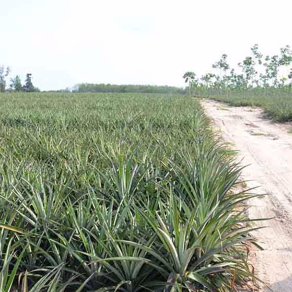 ขายที่ดินพร้อมสวนสับปะรดพันธุ์ศรีราชา-52-2-89ไร่-ใกล้นิคมบ่อวิน-เหมาะลงทุน-ราคาคุยกันได้ค่ะ