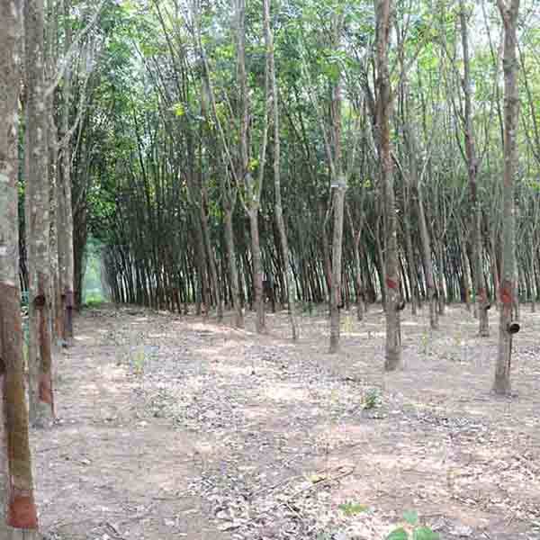 ขายที่ดินเปล่า25-3-19ไร่-ใกล้นิคมบ่อวิน-ศรีราชา-เหมาะลงทุน-ราคาคุยกันได้ค่ะ