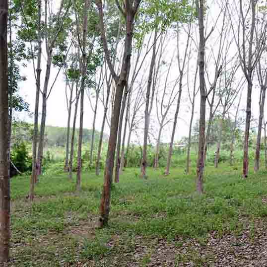 ขายที่ดินเปล่า25-3-19ไร่-ใกล้นิคมบ่อวิน-ศรีราชา-เหมาะลงทุน-ราคาคุยกันได้ค่ะ