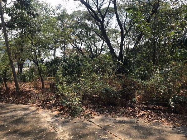 ขายที่ดิน-อลำลูกกา-ปทุมธานี-11-0-60-ไร่-ติดถนนสาธารณะกว้าง-10-ม-เข้าซอยพหลโยธิน-64