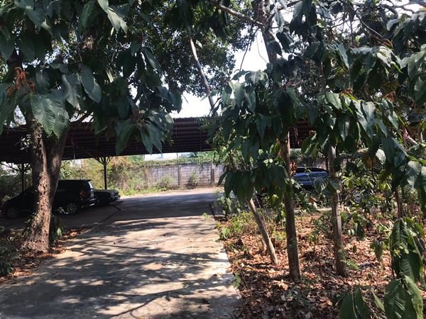 ขายที่ดิน-อลำลูกกา-ปทุมธานี-11-0-60-ไร่-ติดถนนสาธารณะกว้าง-10-ม-เข้าซอยพหลโยธิน-64