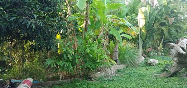 ขายรีสรอท-ถูกๆ-ในเกาะสมุย-รีสรอททรงกลม-รองรับแขกชาวต่างชาติ-บริการพักรายวันและรายเดือน