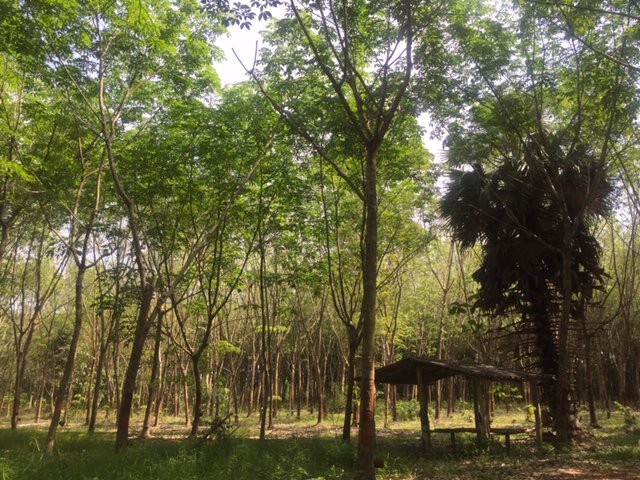 ขายที่ดินและสวนยางพร้อมกรีด-จระยอง