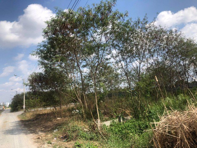 62030-ขาย-ที่ดิน-1-ไร่-ใกล้มหาลัยกรุงเทพธนบุรี-ติดถนน-55-เมตร-ที่ถมแล้ว-ครึ่งแปลง-อีกครึ่งมีต้นไม้