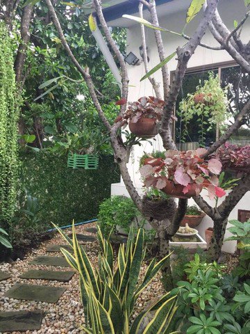 62052-ขาย-ให้เช่าบ้านเดี่ยว-หมู่บ้านปัญญาพัฒนาการ-ขนาดที่ดิน-119-ตรว-4-ห้องนอน-4-ห้องน้ำ-26-ลบ