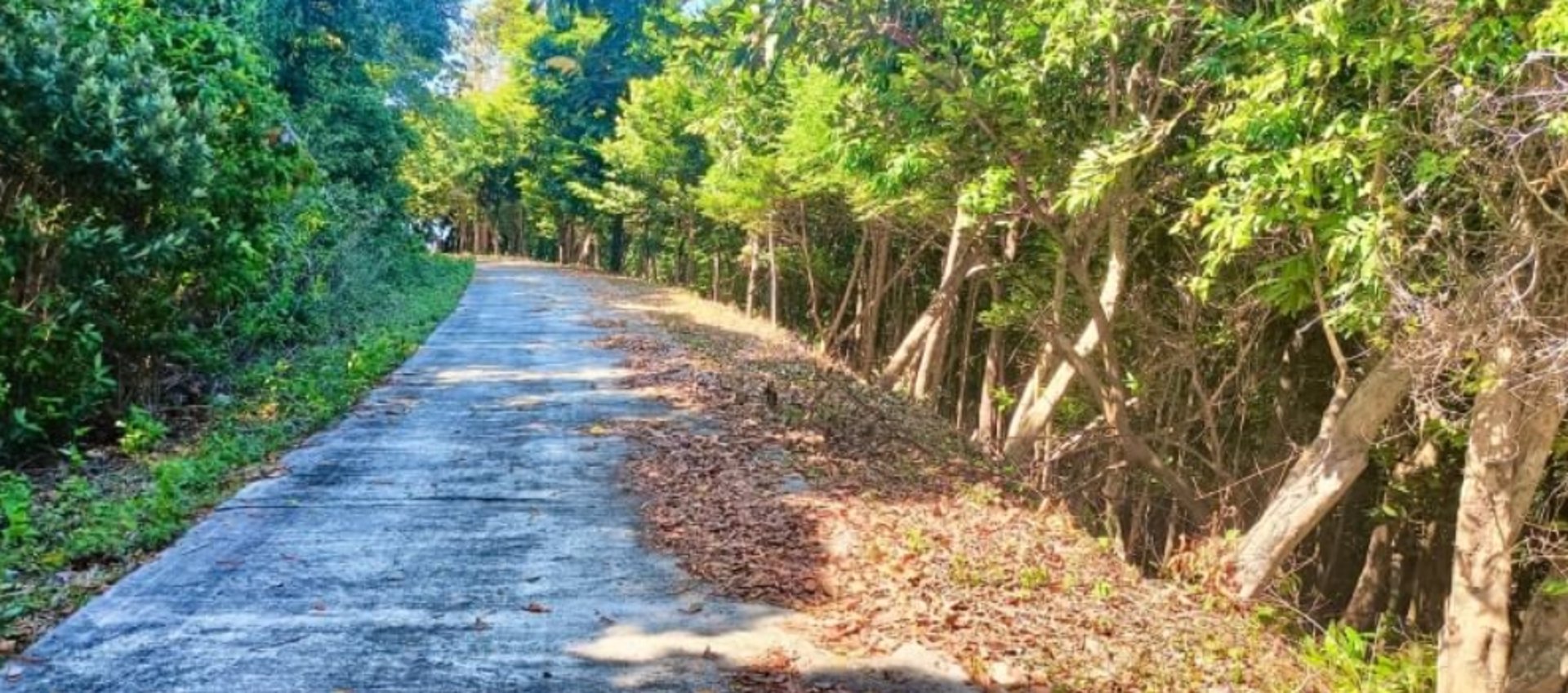 ขายที่ดิน-บนเกาะแตน-ใกล้เกาะสมุย-