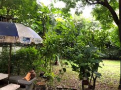 ให้เช่าที่ดิน-40-ตรว-ทองหล่อ-ซอย-13-เยื้อง-เจ-อเวนิว-ทำเลดี-เหมาะทำธุรกิจ