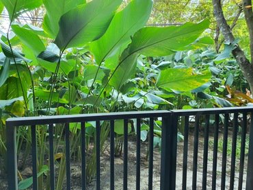 ขายคอนโด-เรน-ชะอำ-หัวหิน-1-ห้องนอน-1-ห้องน้ำ-ชั้น-1-วิวสวน-ใกล้สระว่ายน้ำ-ใกล้ที่จอดรถ