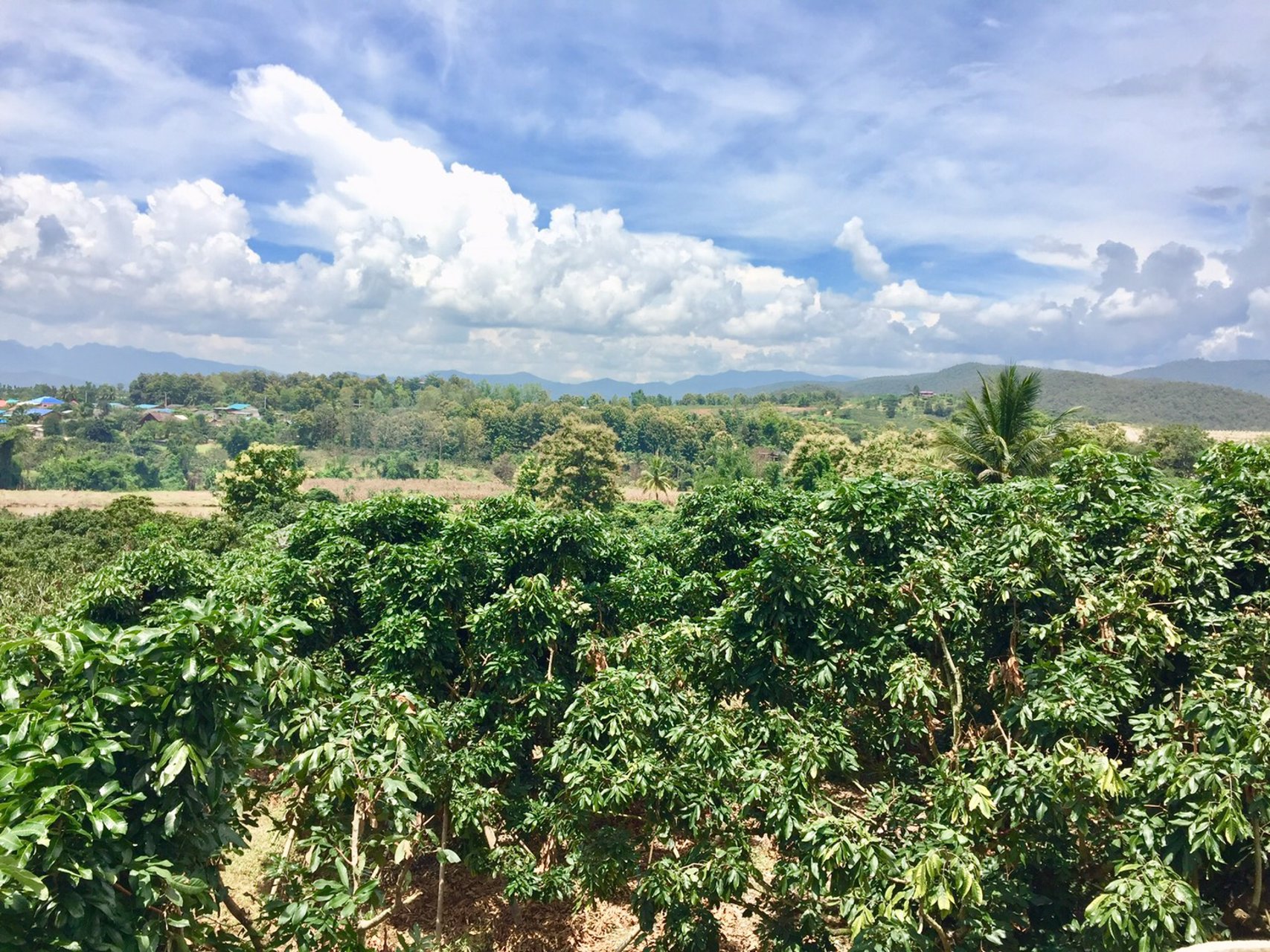 ขายที่ดิน-14-ไร่-3-งาน-74-ตารางวา-พร้อมโฉนด-จ-เชียงใหม่