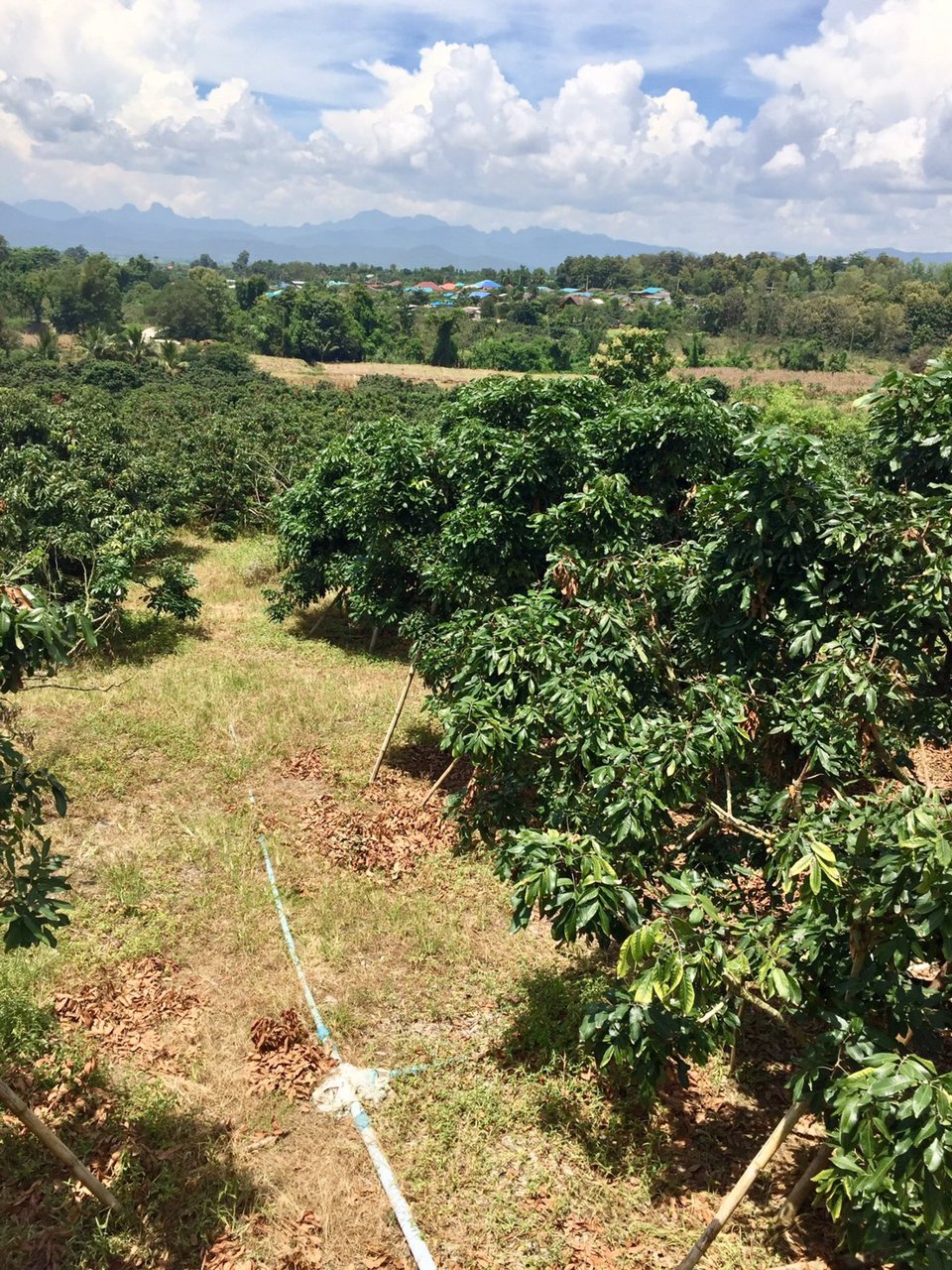 ขายที่ดิน-14-ไร่-3-งาน-74-ตารางวา-พร้อมโฉนด-จ-เชียงใหม่