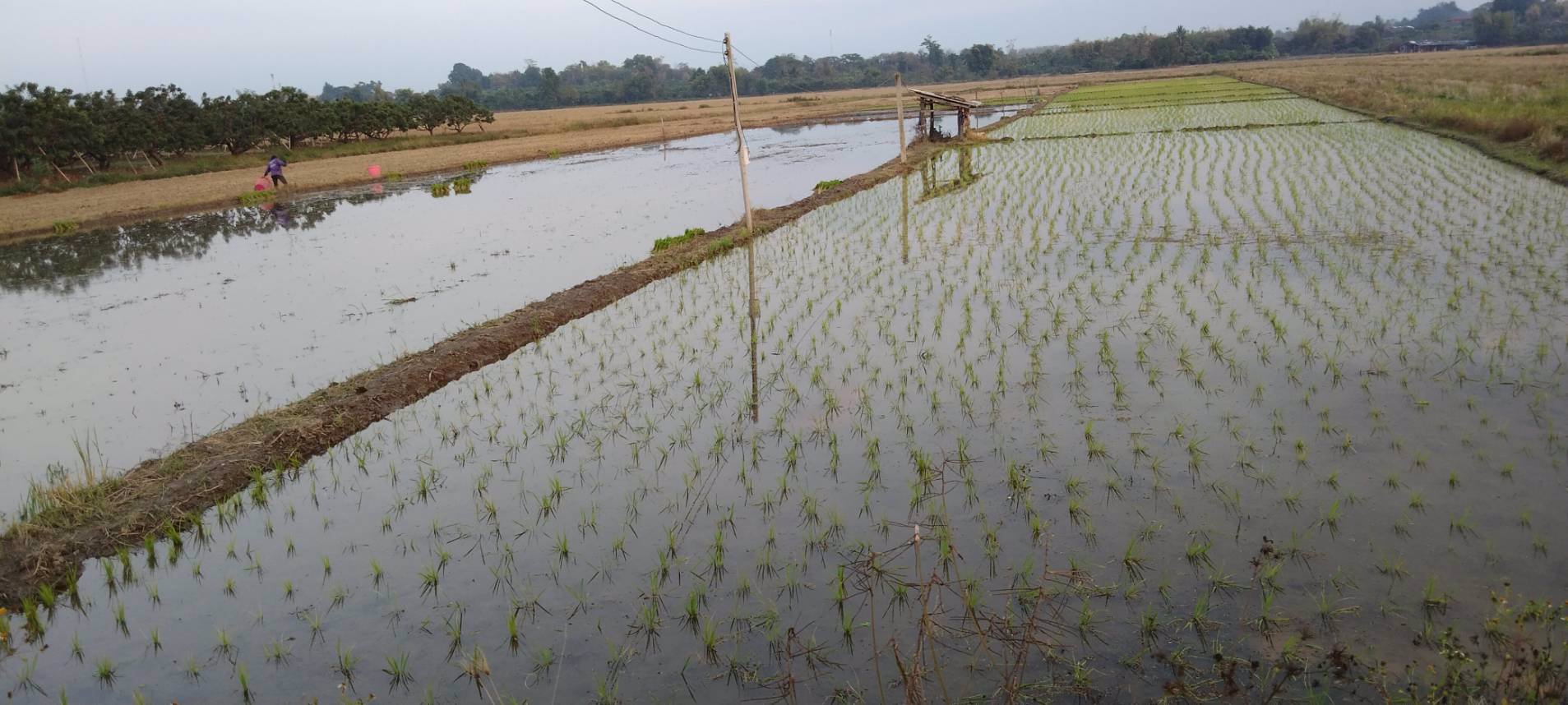 ขายที่ดิน-ไร่ล่ะ-270000-บาท-จังหวัดลำพูน