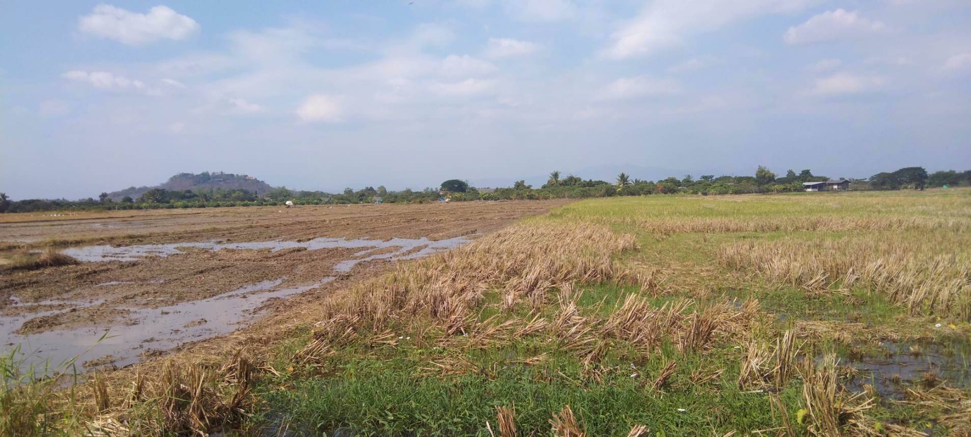 ขายที่ดิน-ไร่ล่ะ-270000-บาท-จังหวัดลำพูน