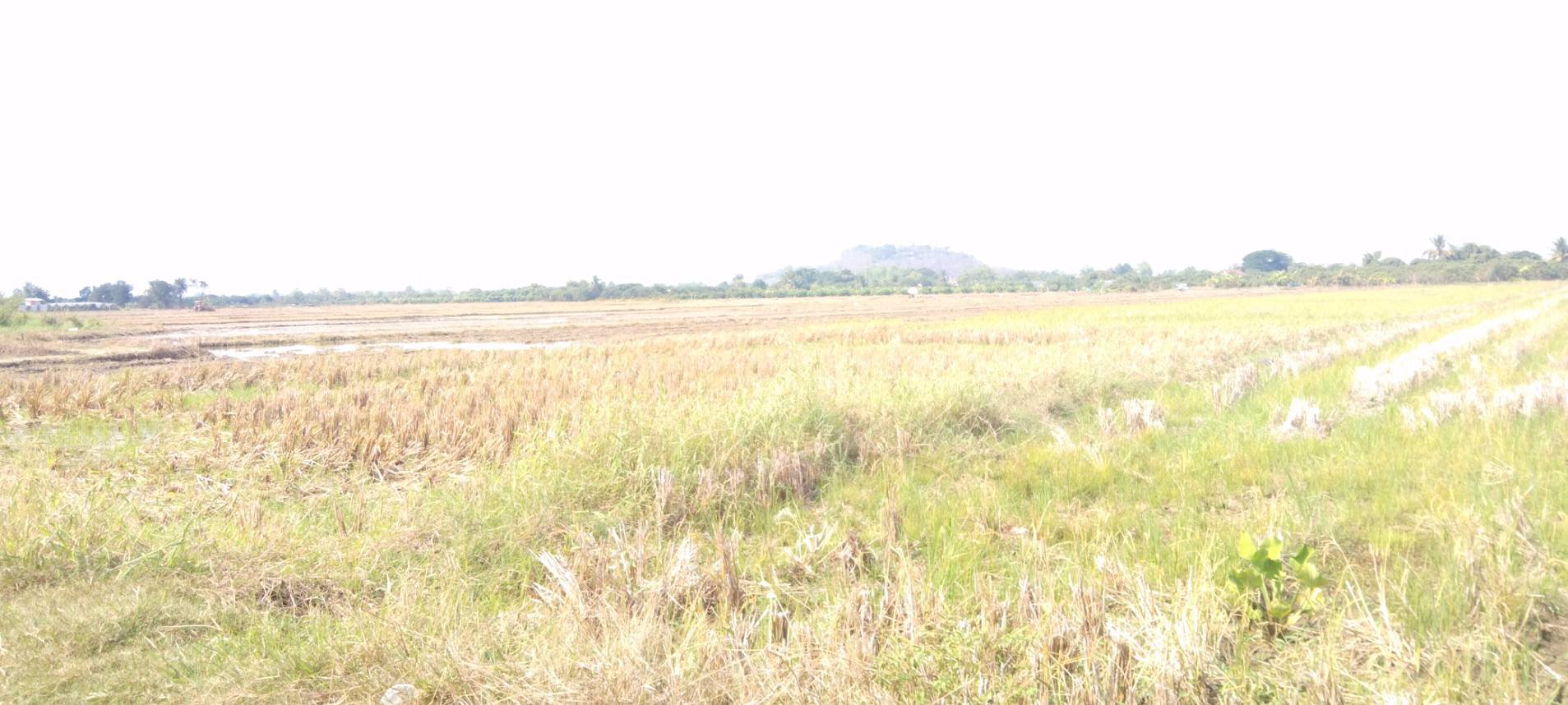 ขายที่ดิน-ไร่ล่ะ-270000-บาท-จังหวัดลำพูน