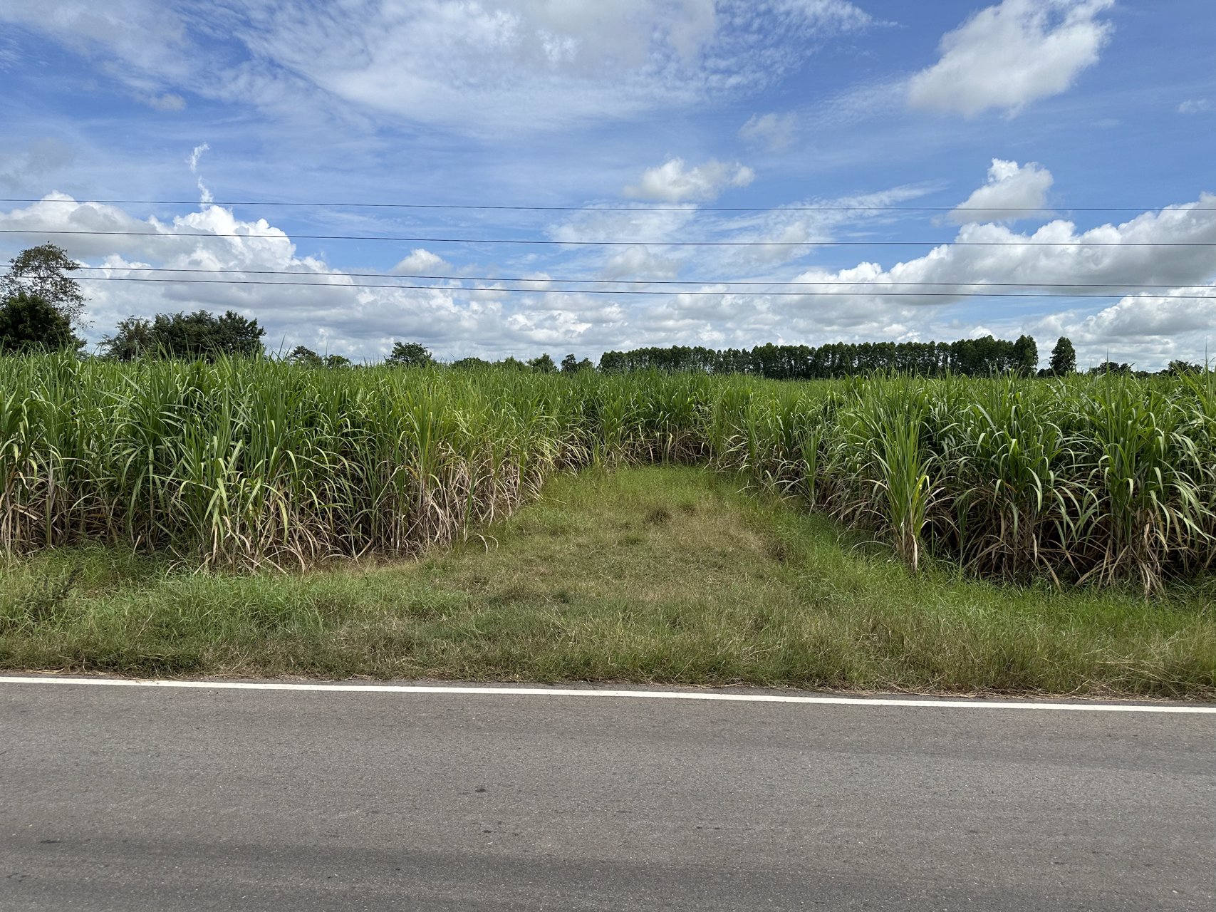 ขายที่ดิน-39ไร่เศษ-บ้านกุดแต้-ตฟากห้วย-ออรัญประเทศ-จสระแก้ว