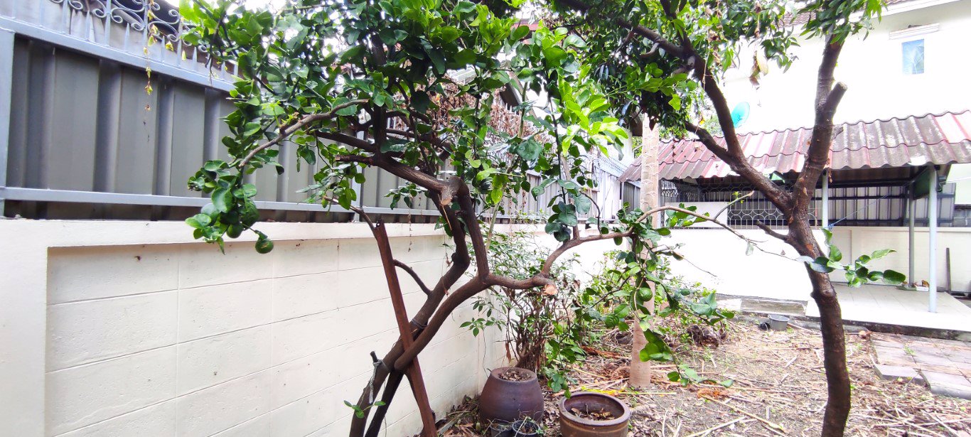 ขายบ้านเดี่ยว-จรัญสนิทวงศ์-35-ใกล้รถไฟฟ้าmrt-ไฟฉาย-ใกล้โรงพยาบาลศิริราช-ใกล้ถนนราชพฤกษ์-ปิ่นเกล้า