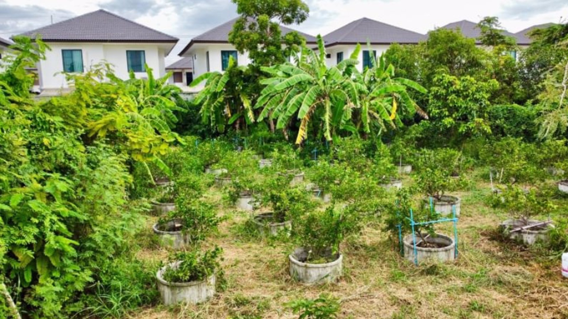 ขายด่วน-ที่ดินคลองสอง-ถมแล้ว-380-ตรว