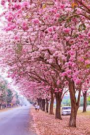 ประกาศ-ให้เช่า-ดีคอนโด-แคมปัส-กำแพงแสน-ตึก-b-ชั้น-1-ห้อง-วิวสระ-สวน-ใกล้สนามบาส