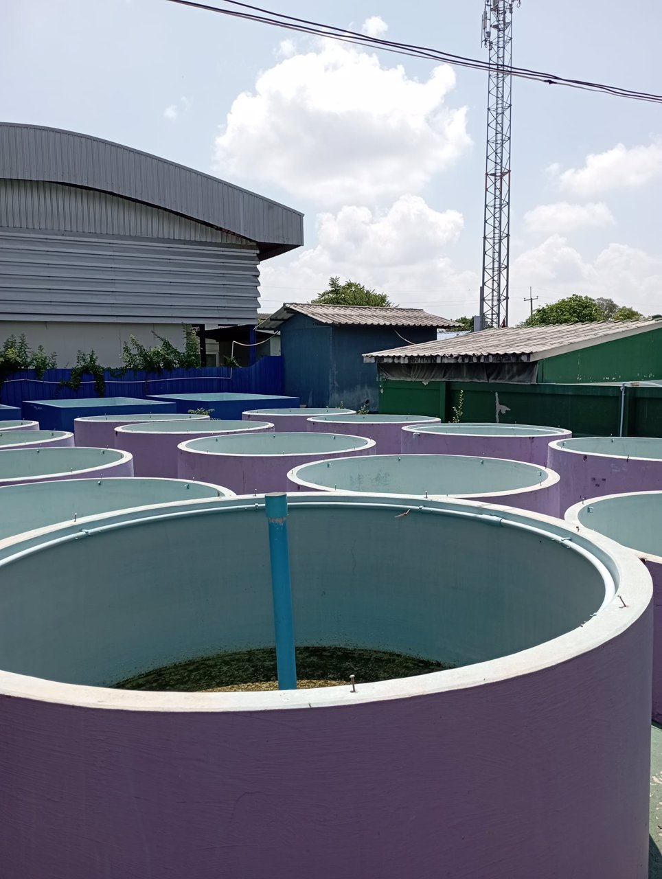 ให้เช่าฟาร์มกุ้งบ่อปูนพร้อมบ้าน