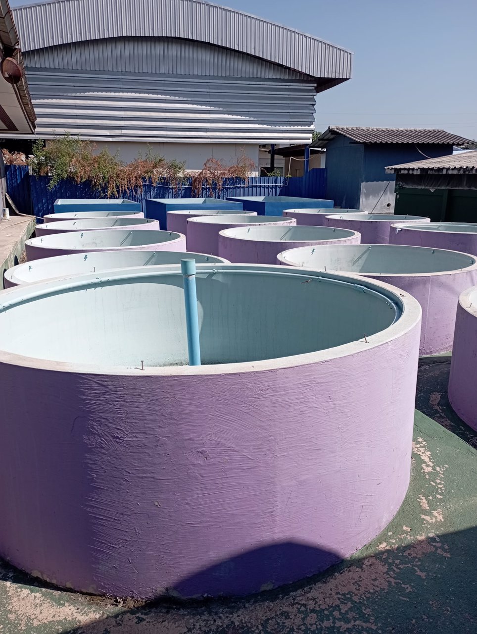 ให้เช่าฟาร์มกุ้งบ่อปูนพร้อมบ้าน