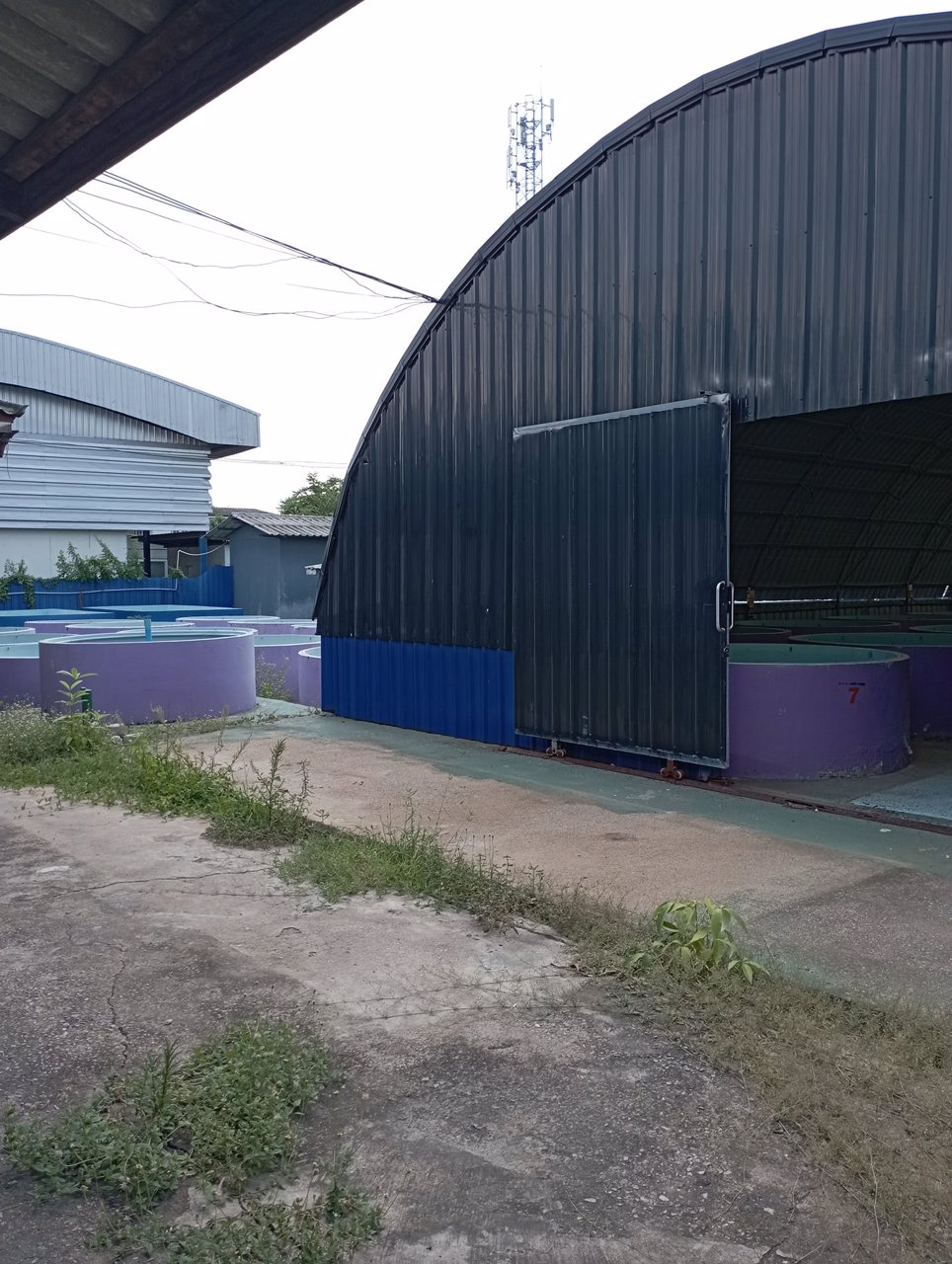 ให้เช่าฟาร์มกุ้งบ่อปูนพร้อมบ้าน