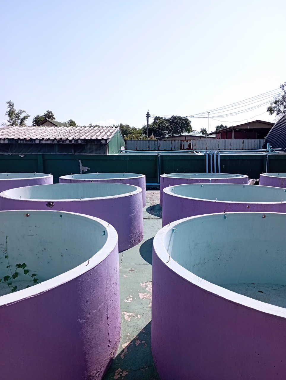 ให้เช่าฟาร์มกุ้งบ่อปูนพร้อมบ้าน