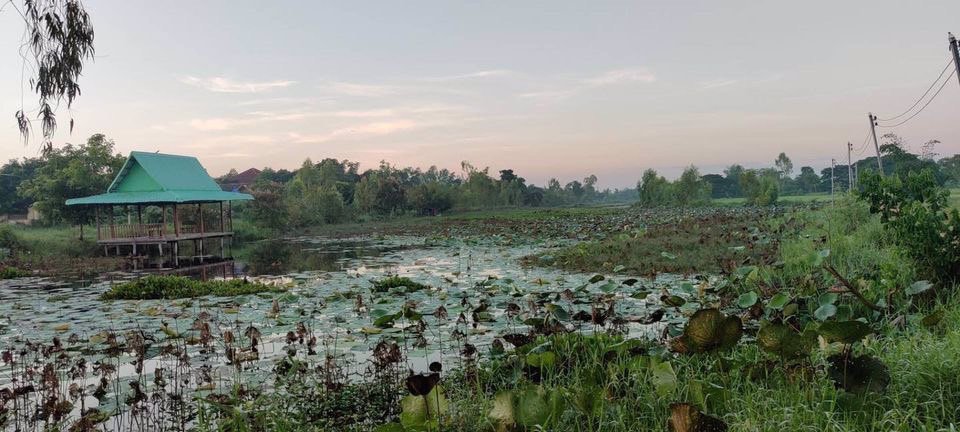 เช้านี้-ที่หนองไอบ้านสวยกาฬสินธุ์-บ้านเดี่ยวสร้างตามใจผู้พักอาศัย