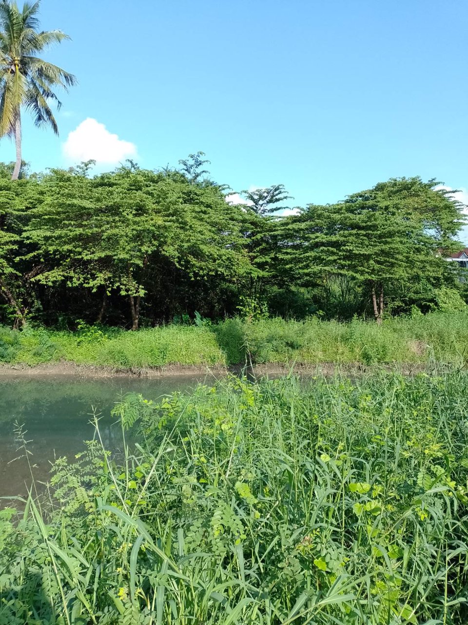 ขายที่ดิน-เนื้อที่-1ไร่-2งาน-53-ตารางวาเศษสองส่วน10