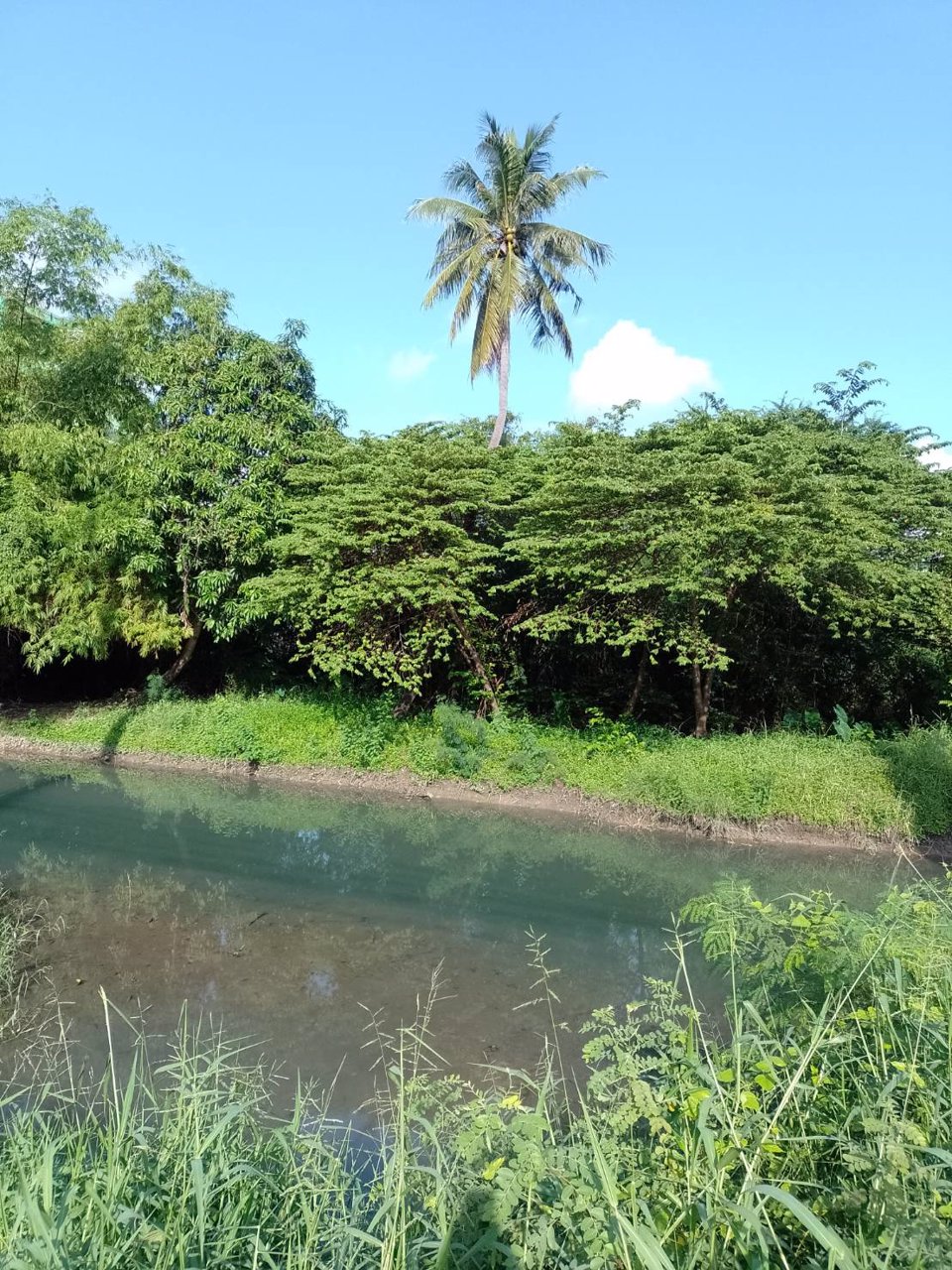 ขายที่ดิน-เนื้อที่-1ไร่-2งาน-53-ตารางวาเศษสองส่วน10