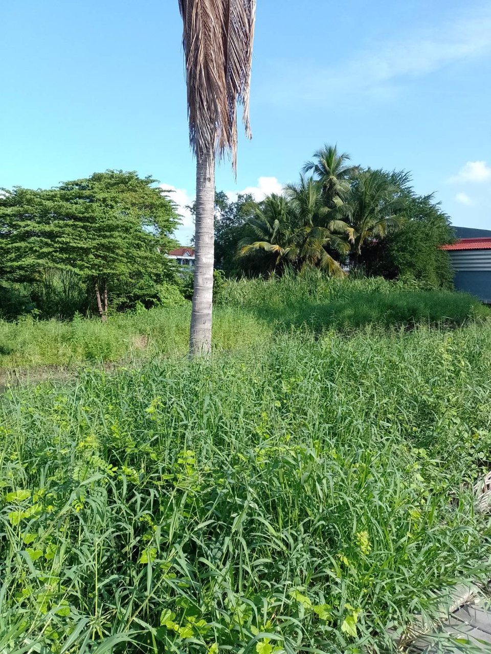 ขายที่ดิน-เนื้อที่-1ไร่-2งาน-53-ตารางวาเศษสองส่วน10