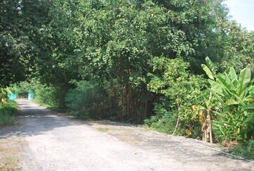 ขายที่ดิน100ตรวคลอง8-ธัญบุรี-ซอู่สง่าศักดิ์ยนต์การ-ห่างจาก-ถรังสิตนครนายกเพียง160-ม-ราคา-890000