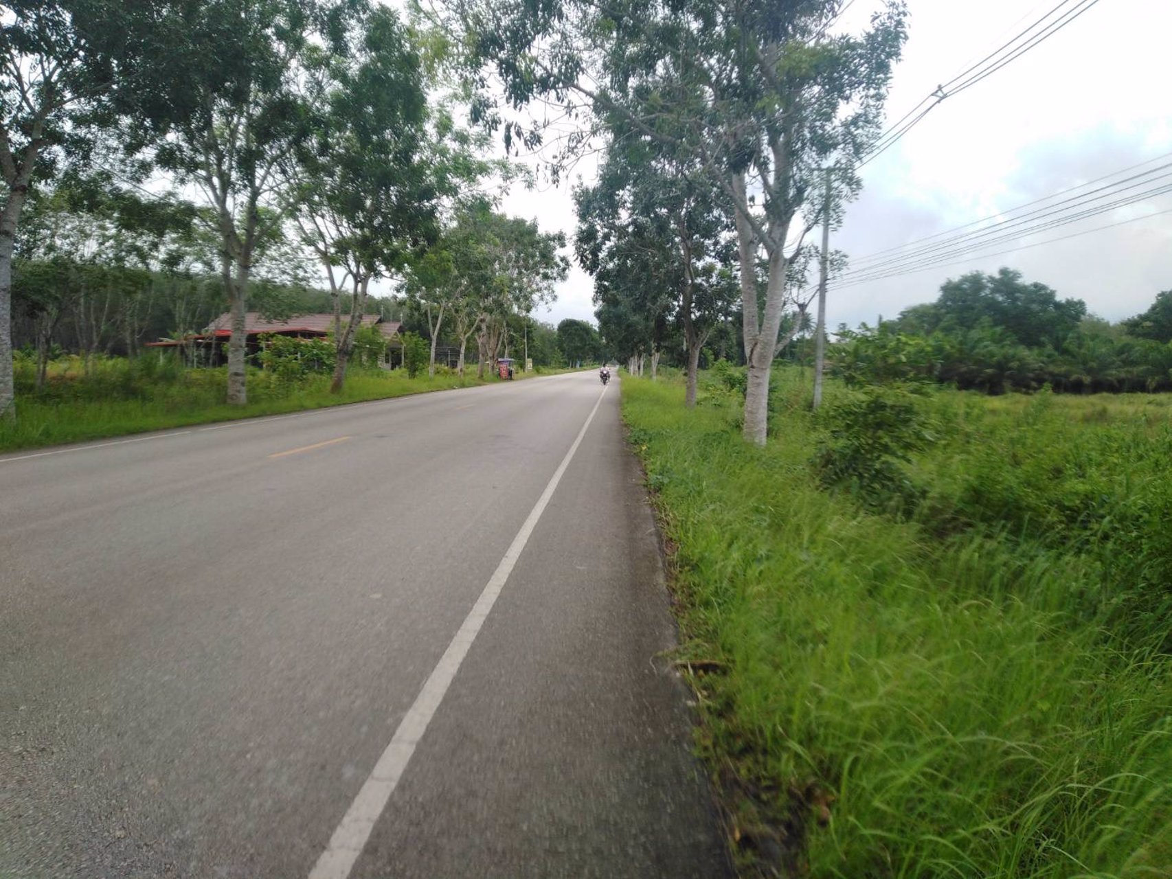 ขายที่ดินพร้อมสวนยาง-8-ไร่-3-งาน-49-ตารางวา