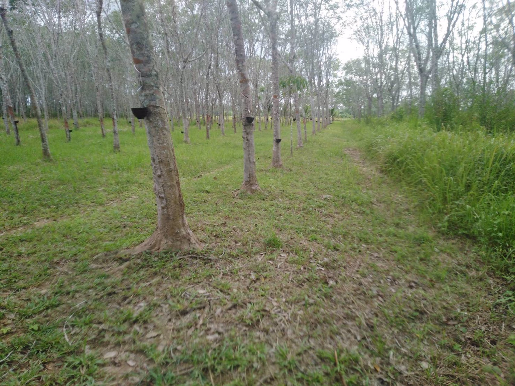 ขายที่ดินพร้อมสวนยาง-8-ไร่-3-งาน-49-ตารางวา