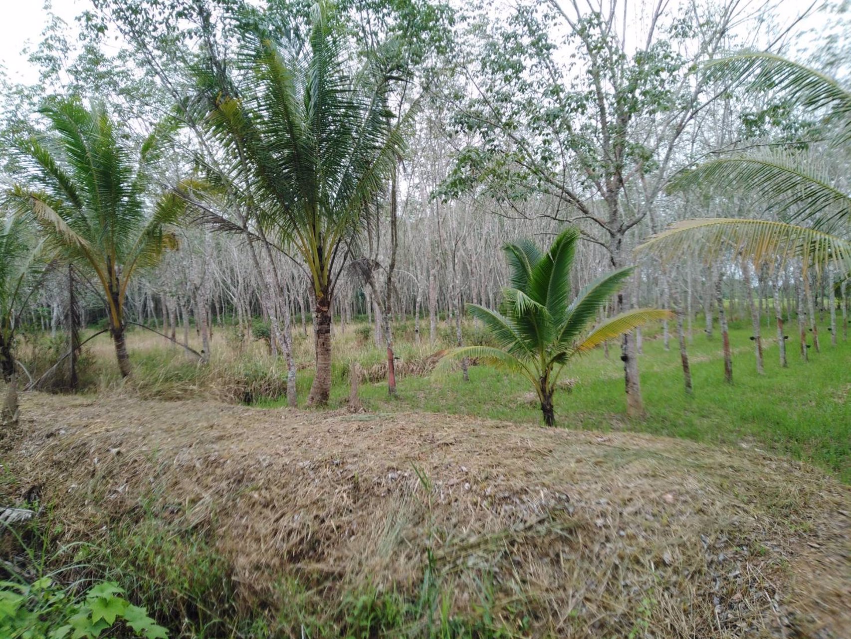 ขายที่ดินพร้อมสวนยาง-8-ไร่-3-งาน-49-ตารางวา