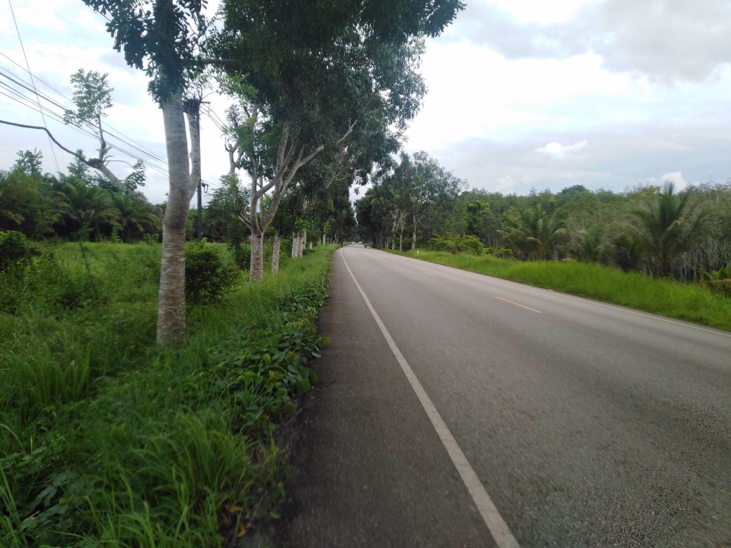 ขายที่ดินพร้อมสวนยาง-8-ไร่-3-งาน-49-ตารางวา