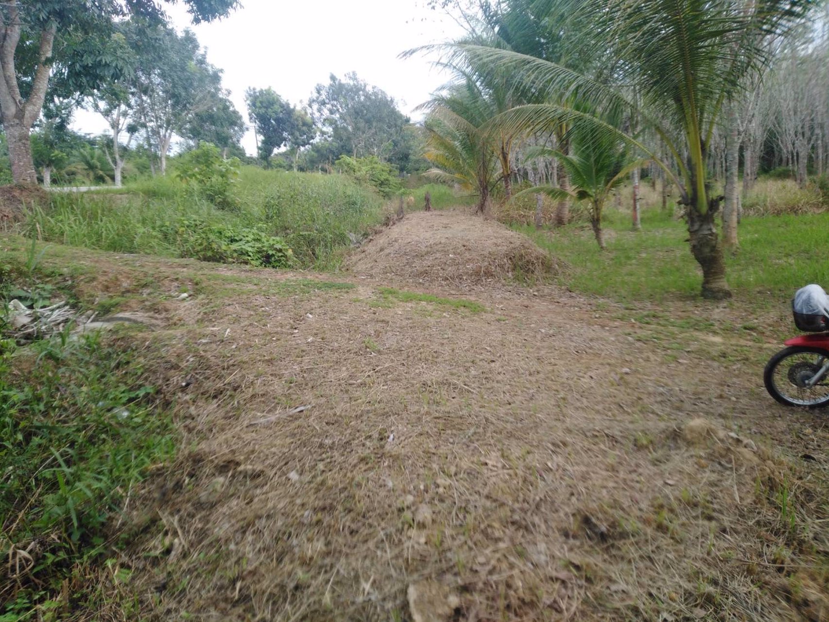 ขายที่ดินพร้อมสวนยาง-8-ไร่-3-งาน-49-ตารางวา