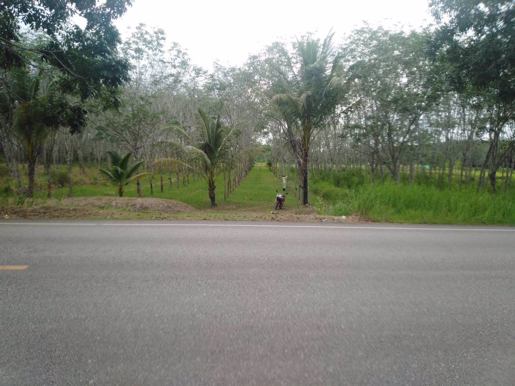 ขายที่ดินพร้อมสวนยาง-8-ไร่-3-งาน-49-ตารางวา