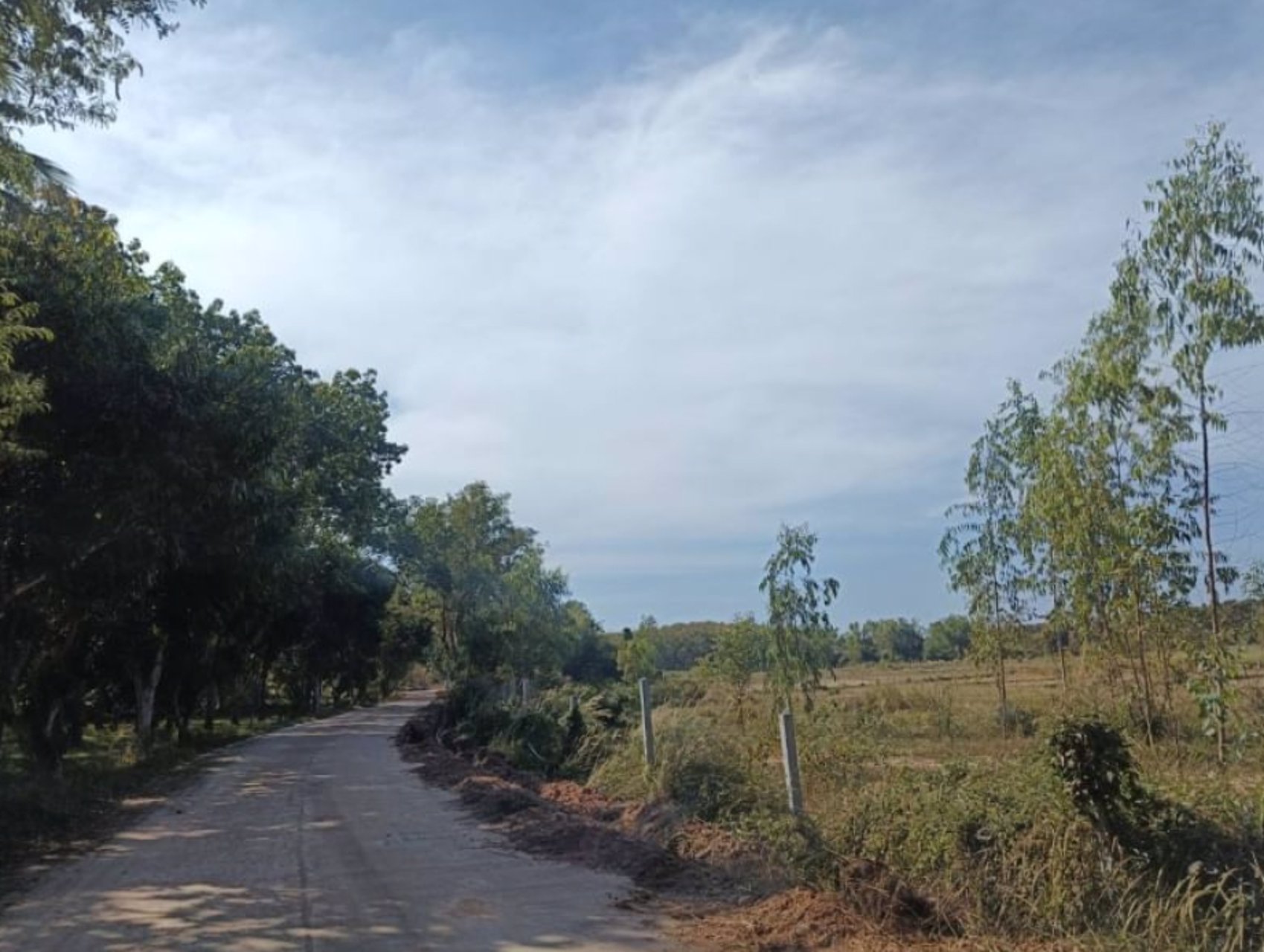 ขายสวนยางพาราในเมืองบึงกาฬ-เนื้อที่-44-ไร่-3-งาน