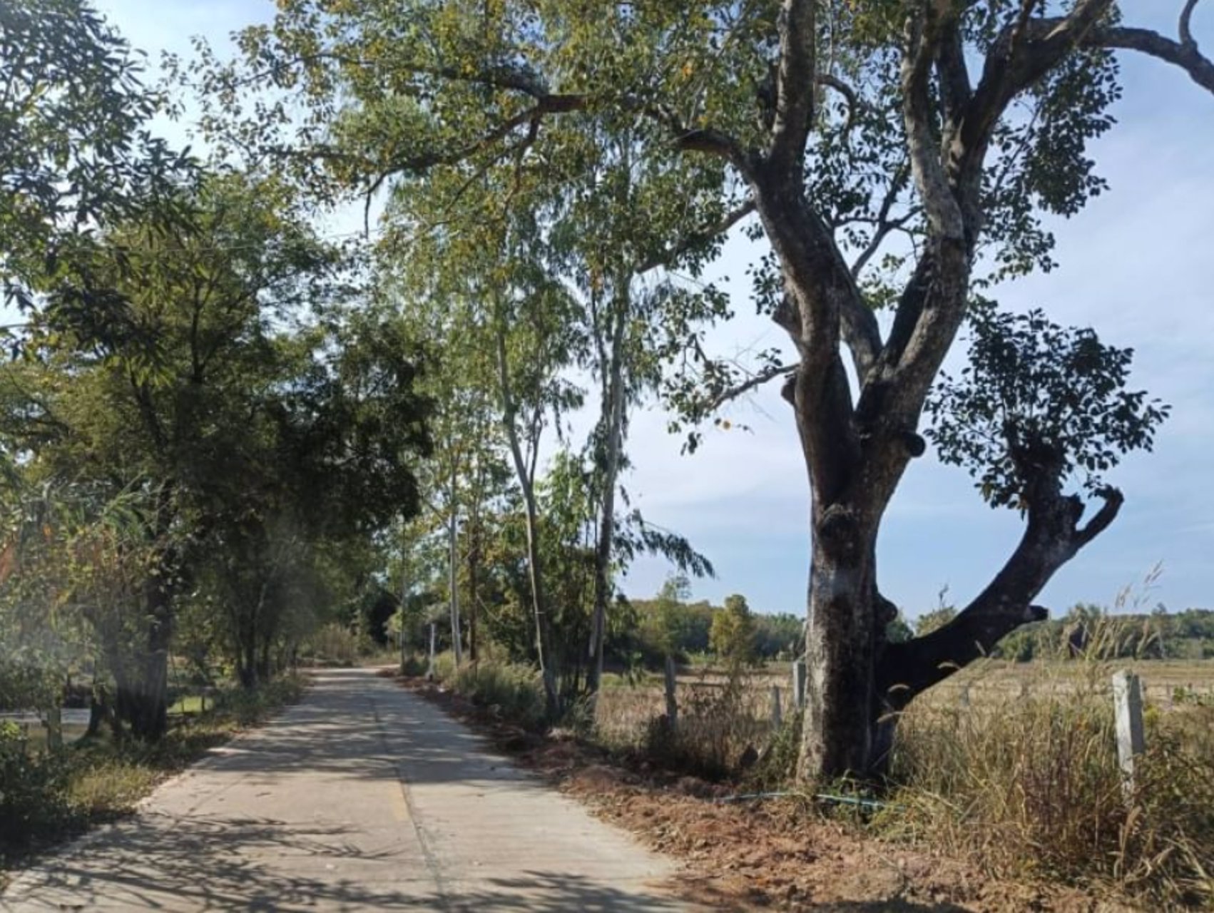 ขายสวนยางพาราในเมืองบึงกาฬ-เนื้อที่-44-ไร่-3-งาน