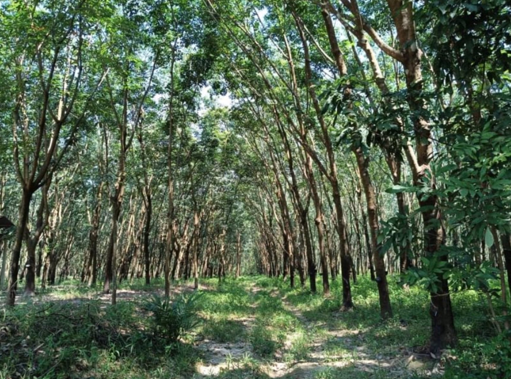 ขายสวนยางพาราในเมืองบึงกาฬ-เนื้อที่-44-ไร่-3-งาน